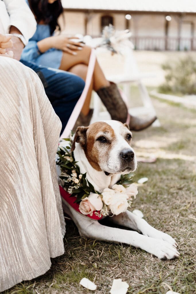 A dog adorned with a floral wreath lies on the grass, capturing the heart of anyone who might be nearby. The scene unfolds at an outdoor event, possibly photographed by a San Antonio wedding photographer. People in chic attire sit on folding chairs as petals are joyfully scattered around.